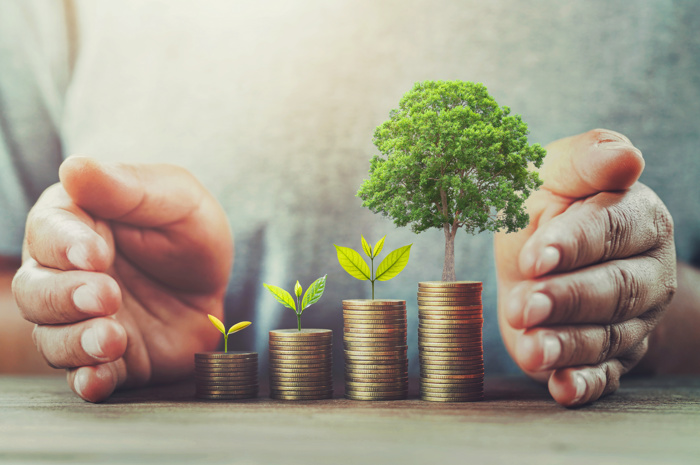 What is a Profit and Loss Statement in Company Accounts?